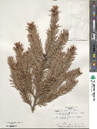 Pseudotsuga menziesii image