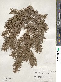 Pseudotsuga menziesii image