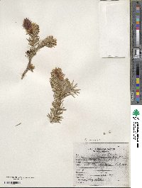 Pseudotsuga menziesii image