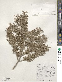 Pseudotsuga menziesii image