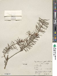 Pseudotsuga menziesii image