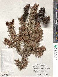 Pseudotsuga menziesii image