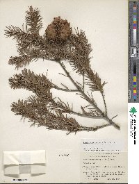 Pseudotsuga menziesii image