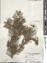 Pseudotsuga menziesii image