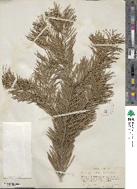 Pseudotsuga menziesii image