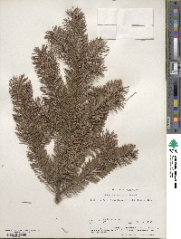 Pseudotsuga menziesii image