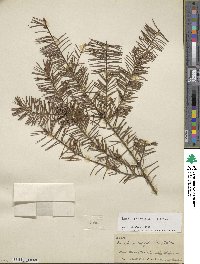 Pseudotsuga menziesii image