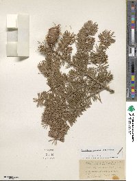 Pseudotsuga menziesii image