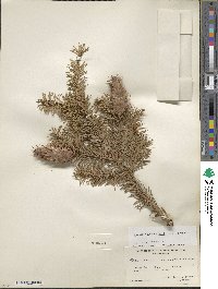 Pseudotsuga menziesii image