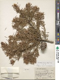 Pseudotsuga menziesii image