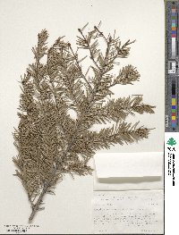 Pseudotsuga menziesii image