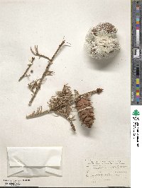Pseudotsuga menziesii image