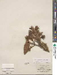 Pseudotsuga menziesii image