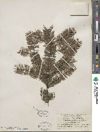 Pseudotsuga menziesii image