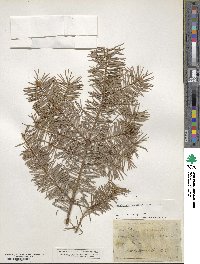 Pseudotsuga menziesii image