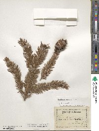 Pseudotsuga menziesii image