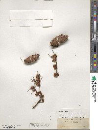 Pseudotsuga menziesii image