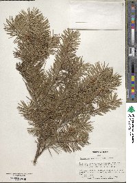 Pseudotsuga menziesii image