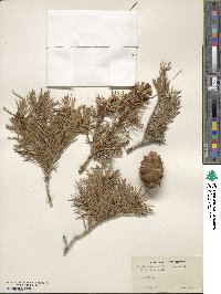 Pseudotsuga menziesii image