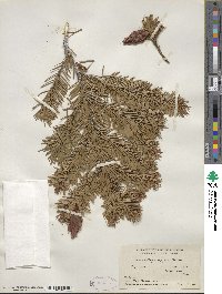 Pseudotsuga menziesii image