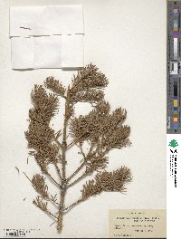 Pseudotsuga menziesii image