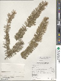 Pseudotsuga menziesii image