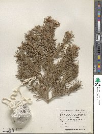 Pseudotsuga menziesii image