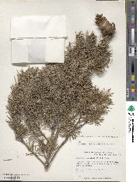 Pseudotsuga menziesii image