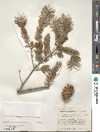 Pseudotsuga menziesii image