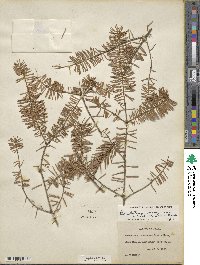 Pseudotsuga menziesii image