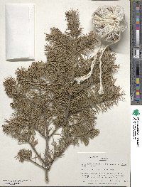 Pseudotsuga menziesii var. glauca image