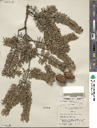 Pseudotsuga menziesii var. glauca image