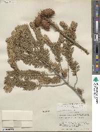 Pseudotsuga menziesii var. glauca image