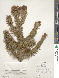 Pseudotsuga menziesii image