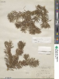 Pseudotsuga menziesii var. glauca image