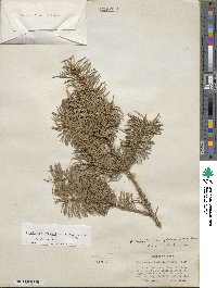 Pseudotsuga menziesii var. glauca image