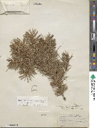 Pseudotsuga menziesii var. glauca image