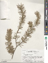 Pseudotsuga menziesii image