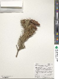 Pseudotsuga menziesii image