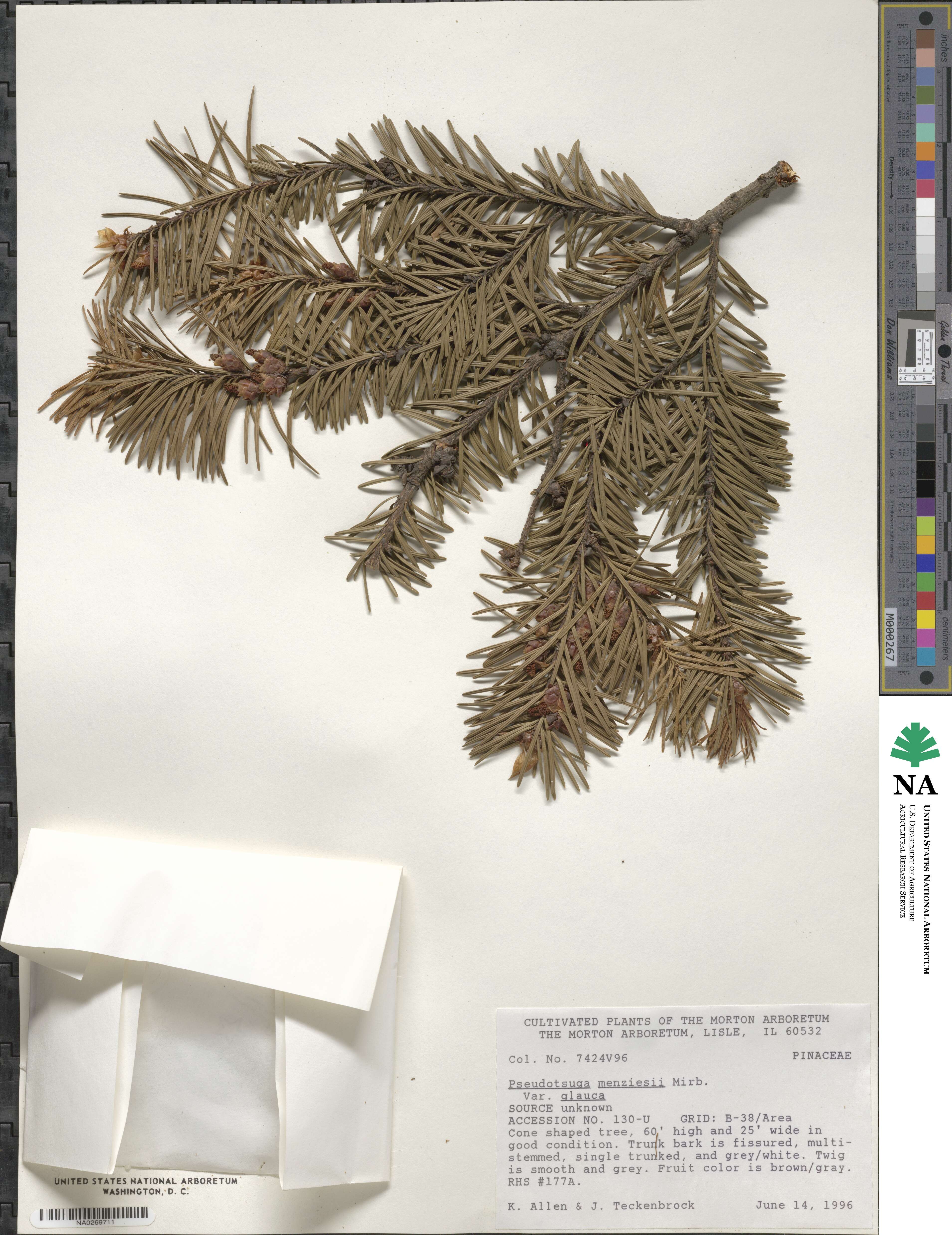 Pseudotsuga menziesii image