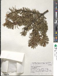 Pseudotsuga menziesii var. glauca image