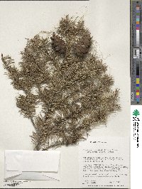 Pseudotsuga menziesii image