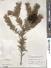 Pseudotsuga menziesii var. glauca image