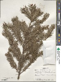 Pseudotsuga menziesii image