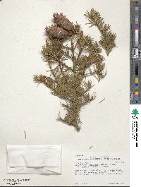 Pseudotsuga menziesii var. glauca image