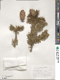 Pseudotsuga menziesii image