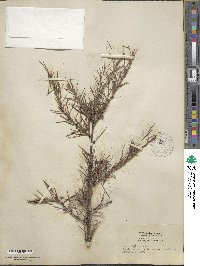 Cedrus deodara image