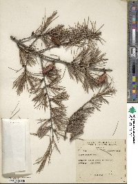 Cedrus deodara image