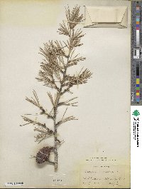 Cedrus deodara image