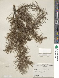 Cedrus deodara image